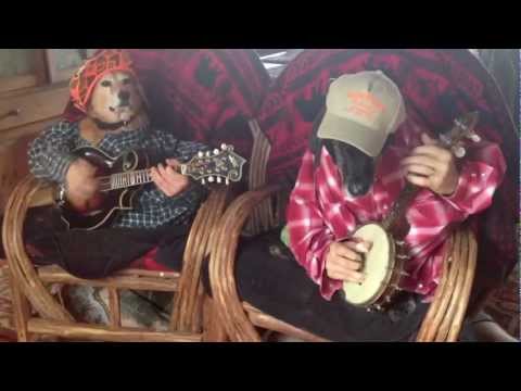 Suņu duets spēlē bandžo ģitāru! (Dogs play Dueling Banjos)