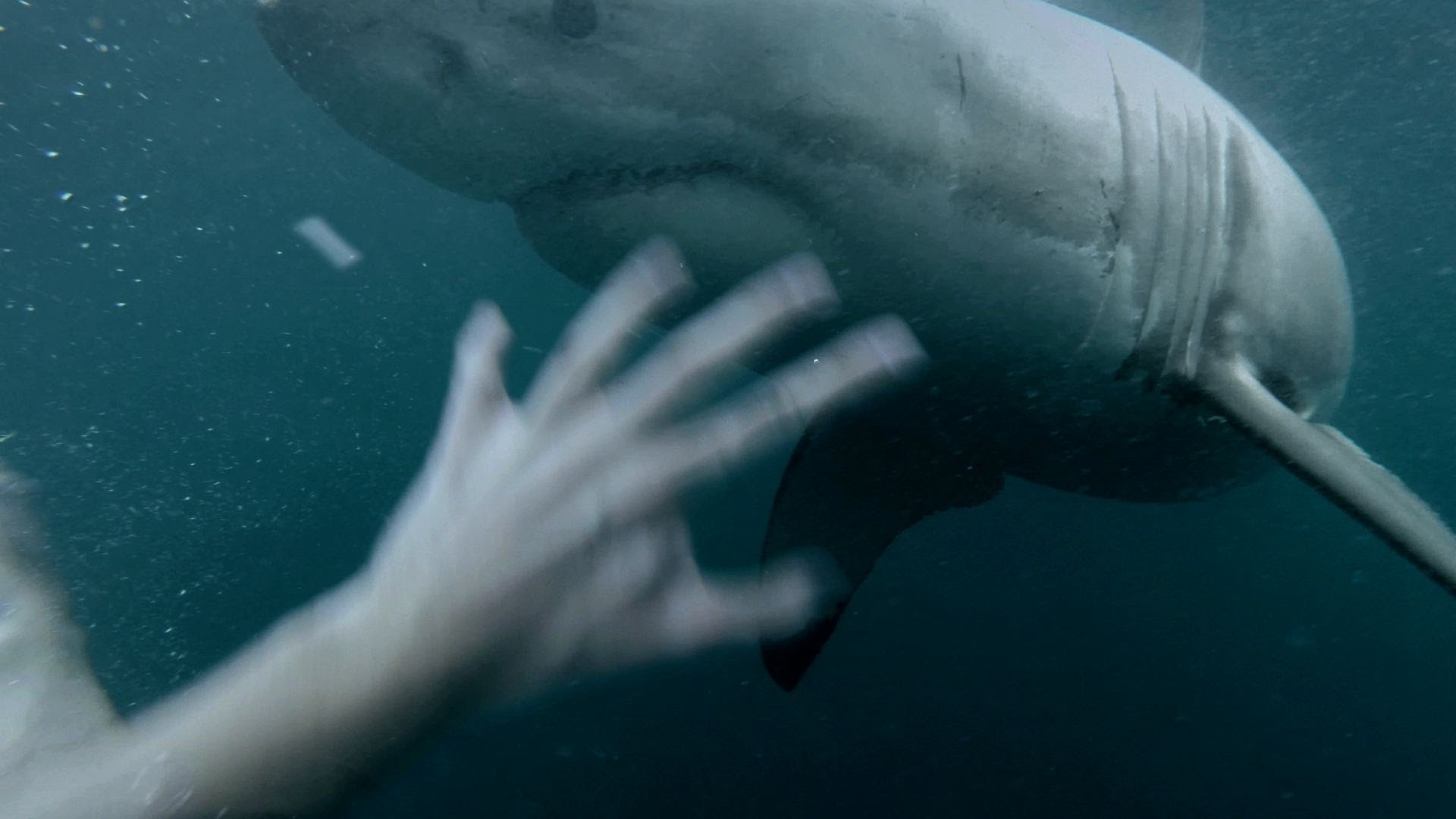 Aci pret aci ar Lielo Balto Haizivi! (GoPro: Man Fights Off Great White Shark In Sydney Harbour)