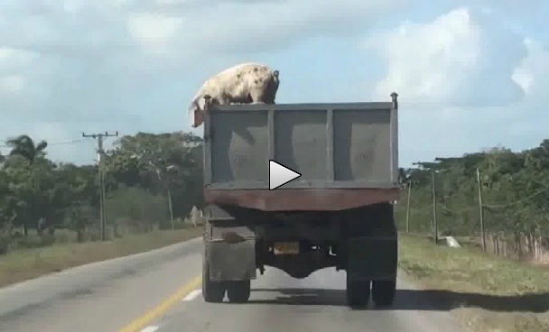 Drosmīga cūka izbēg no auto pa ceļam uz lopkautuvi! (Pig’s Daring Escape From Truck On Its Way To Slaughterhouse)