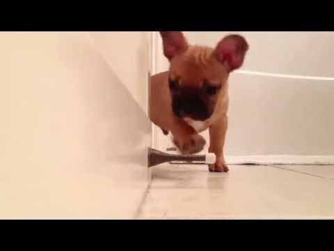 Franču buldoga kucēns iepazīst durvju atspaidu. (French Bulldog puppy discovers door stopper)