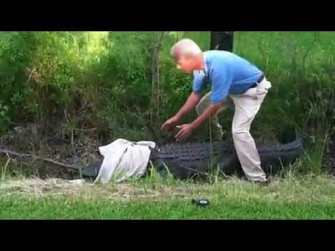 Kā noteikti nevajag ķert krokodilu!? (Catching an alligator failed)