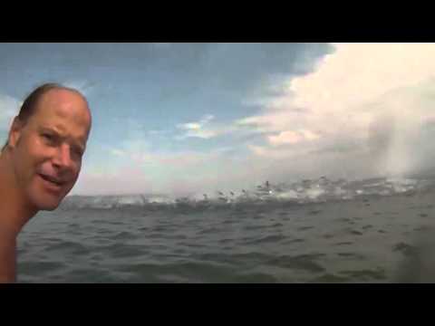 Neticams zivju “vilnis”. (Incredible Waves Of Fish)