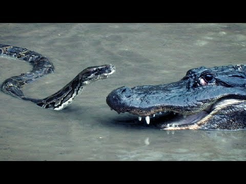 Pitons pret aligatoru – kurš kuru!? (Python attacks Alligator)