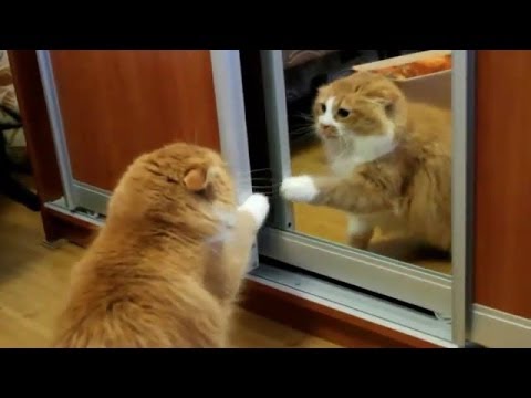 Dusmīgie kaķi. (Very Angry Cats Compilation)