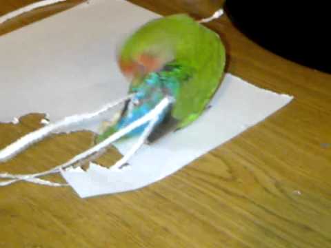 Papagailis pats sev no papīra pagarina asti. (My love bird dose not like her shorter tail)