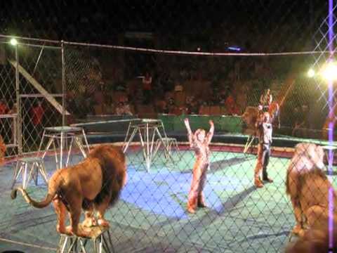 Šokējošs incidents ar lauvām cirkus izrādes laikā! (Horrible incident at circus with lions)