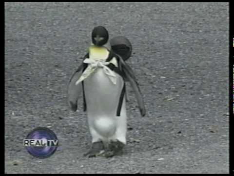 VIDEO – Ceļojošais pingvīns. (Penguin Who Loves Traveling)
