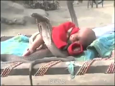 VIDEO – Čūskas sargā guļošu mazuli. (4 Cobra snakes protecting a sleeping Baby)