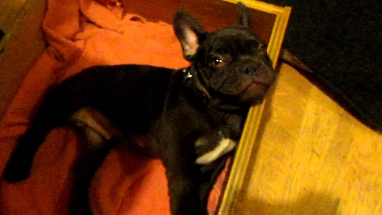VIDEO – Franču buldogs negrib doties gulēt. (Frog Frenchie Fun French Bulldog Puppy Argues Bedtime)