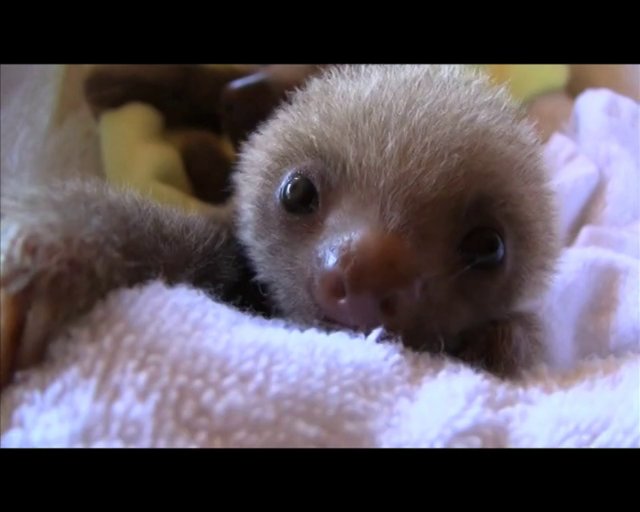 VIDEO – Iepazīsties, sliņķi! (Meet the sloths)