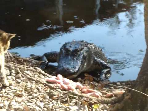 VIDEO – Kaķis pret aligatoru! (Cat vs. Alligator)
