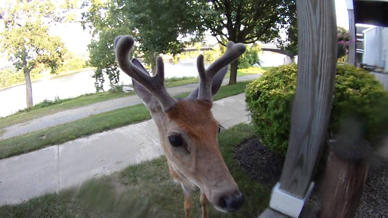 VIDEO – Mazu briedēnu ieinteresē kamera! (Deer walks up and licks the lens of my camera)
