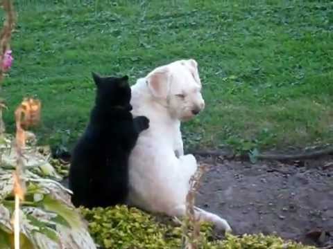 VIDEO – Mīlīgi! Kaķis sniedz masāžu sunim. (My cat massaging my dog)