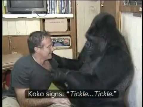 VIDEO – Robins Viljams tiekas ar gorillu. (Koko the Gorilla with Robin Williams)