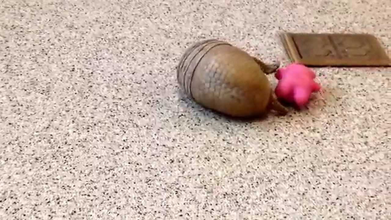 VIDEO – Šim bruņnesim ļoti, ļoti patīk sava rotaļlieta! (Rollie, a southern three-banded armadillo, playing)