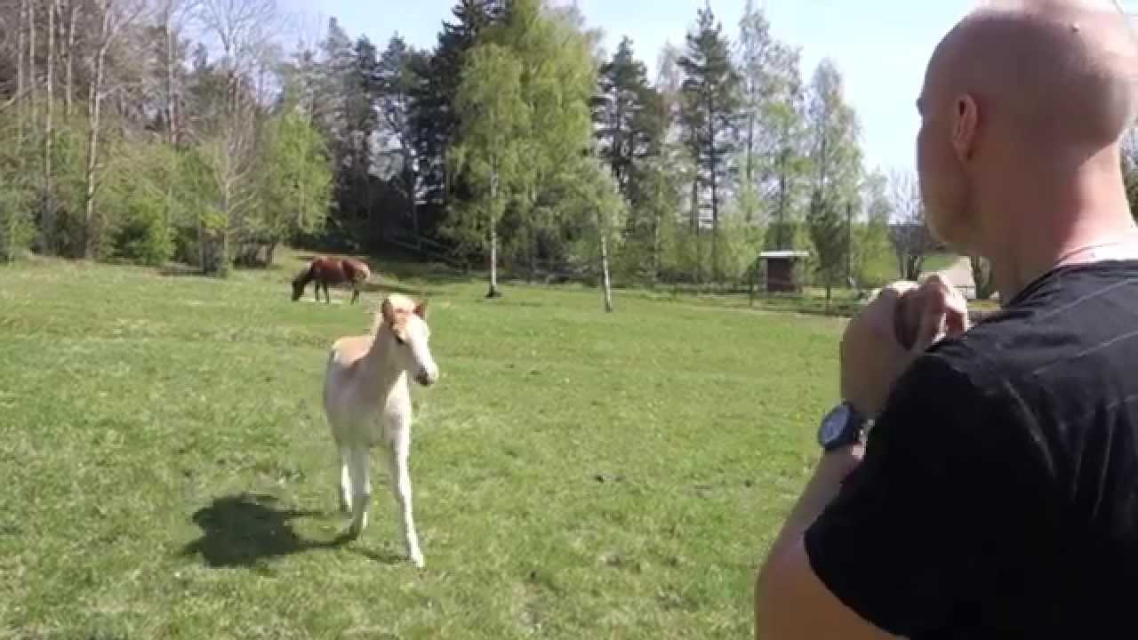 Vīrietis, kurš “runā” zirgu valodā. (Man Successfully Communicates With Horse)