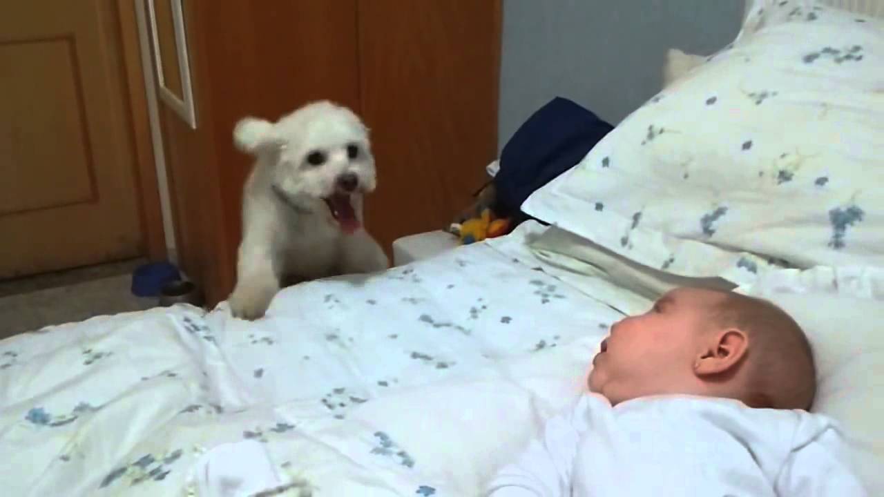 Ziņkārīgais kucēns. (Puppy tries his best to see newborn baby)