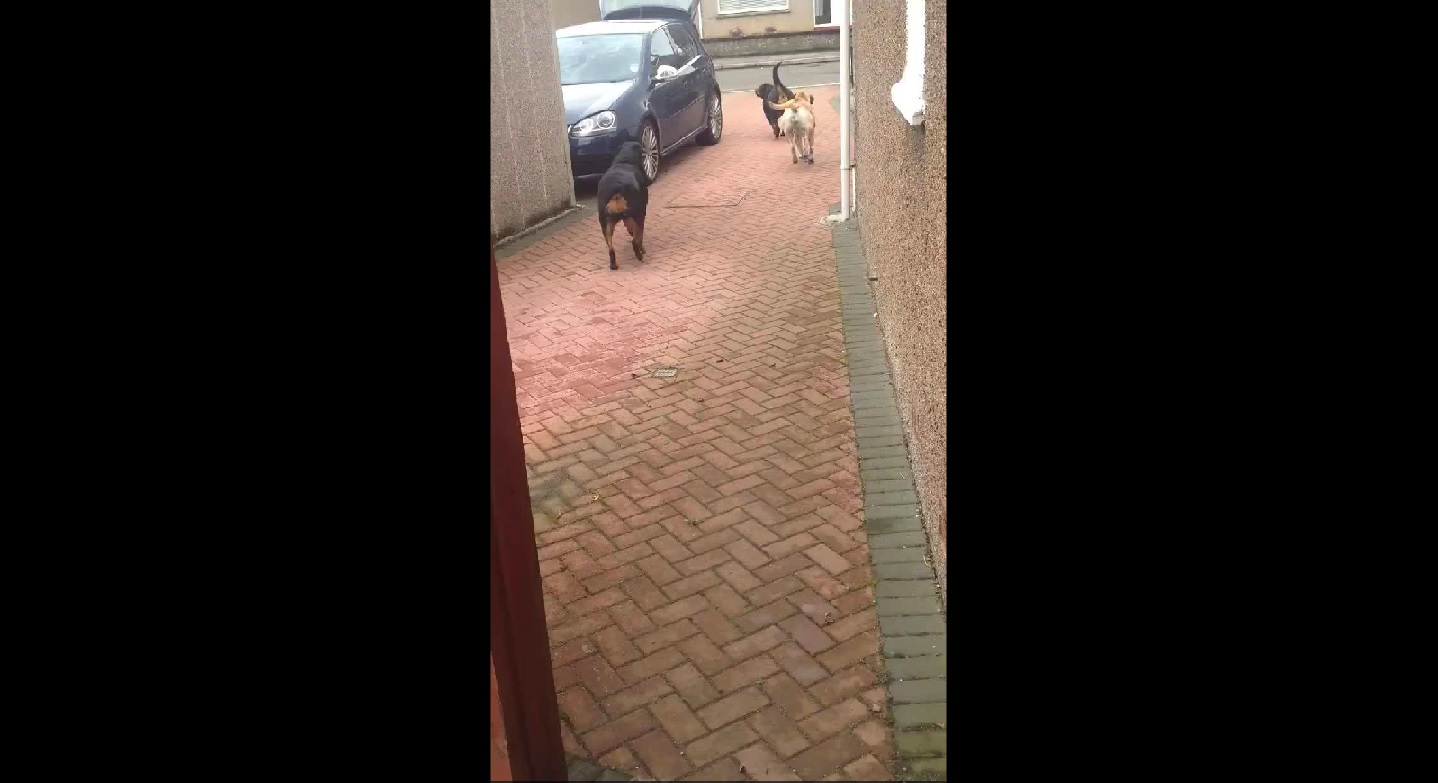 VIDEO – Izpalīdzīgais suns. (Dog helping with the shopping)