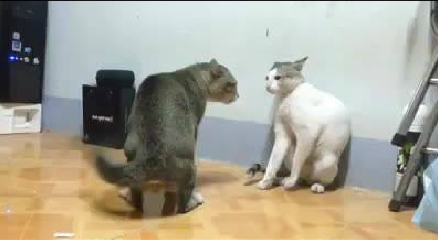VIDEO – Kaķu cīniņš! (Cat fight)
