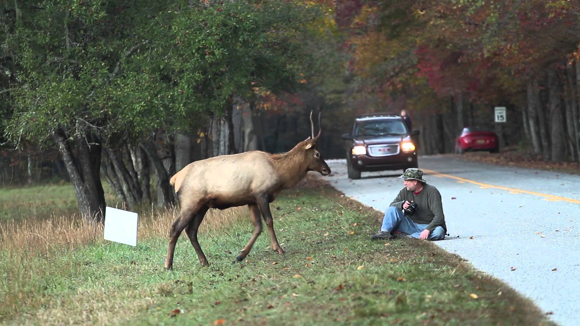 VIDEO – Alnis un fotogrāfs. (Elk vs. Photographer | Great Smoky Mountains National Park)