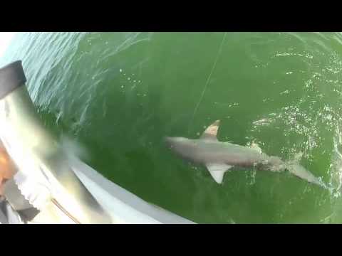 VIDEO – Asaris norij haizivi vienā kumosā. (Grouper eats 4ft shark in one bite)