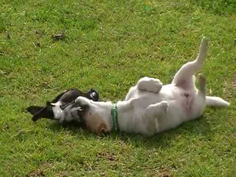 VIDEO – Austrālijas žagata lieliski pavada laiku! (Australian Magpie Playing)