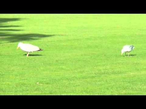 VIDEO – Dejojošās kaijas! (“Dancing Birds!” (at Trinity College, Ireland))