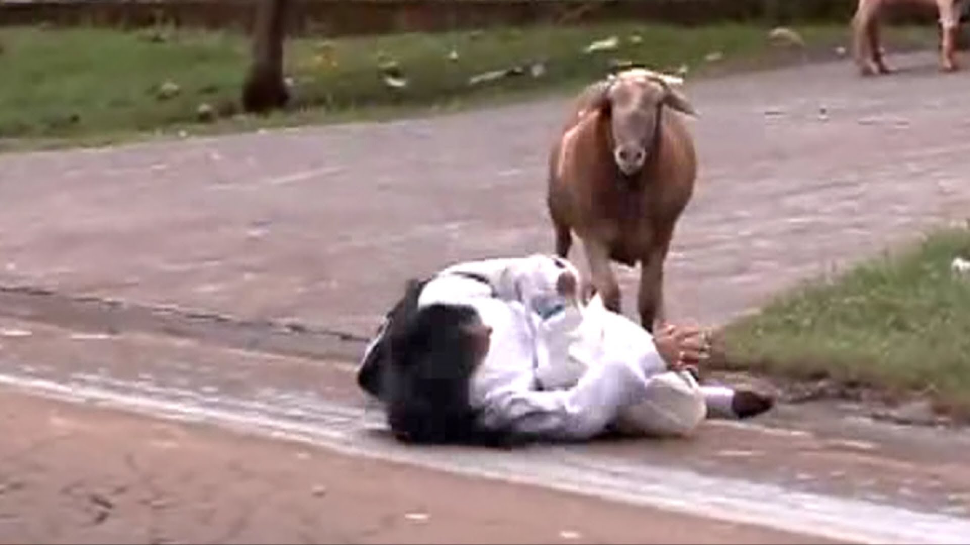 VIDEO – Dusmīga govs terorizē pilsētu! (Angry Billy Goat Terrorizes Town)