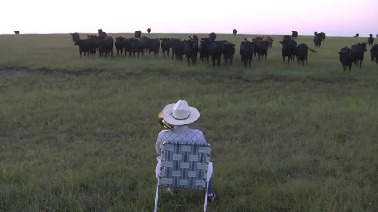 VIDEO – Kā efektīvi sapulcēt liellopu baru! (Serenading the cattle with my trombone)