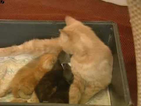 VIDEO – Kaķis adoptē trusīti! (Cat Adopts Rabbit)