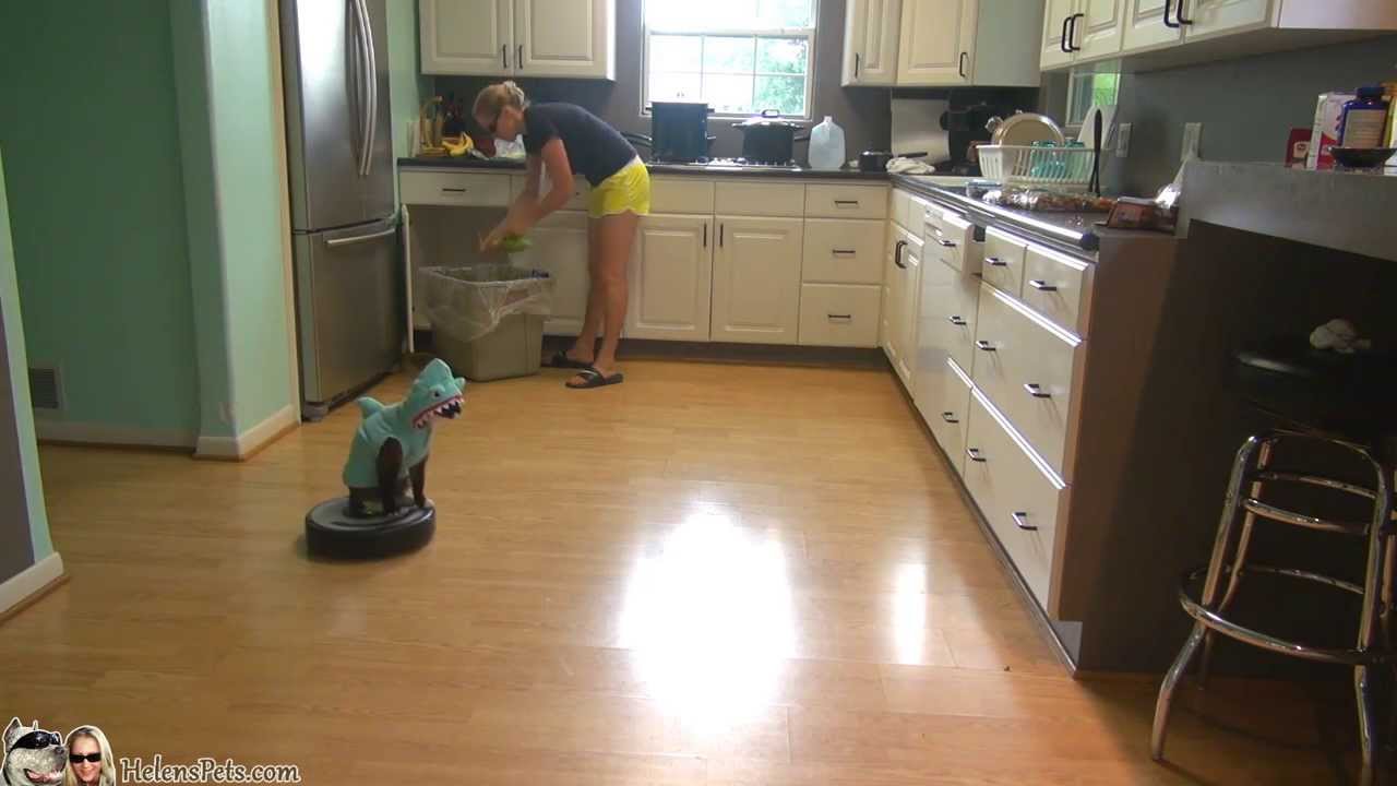 VIDEO – Kaķis, tērpies haizivs kostīmā, uzkopj virtuvi! (Cat Wearing A Shark Costume Cleans The Kitchen On A Roomba. Shark Week. #SharkCat cleaning Kitchen!)