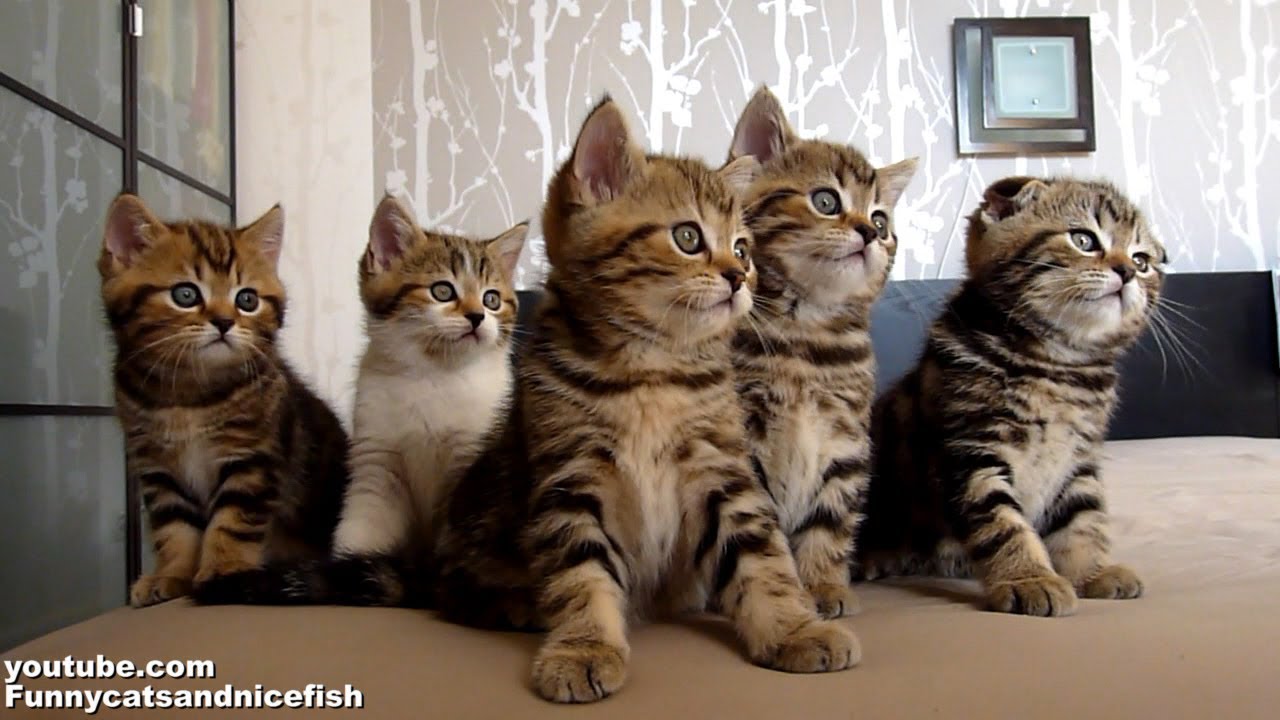 VIDEO – Kaķu koris! (Funny Cats Choir ( Dancing Chorus Line of Kittens ))