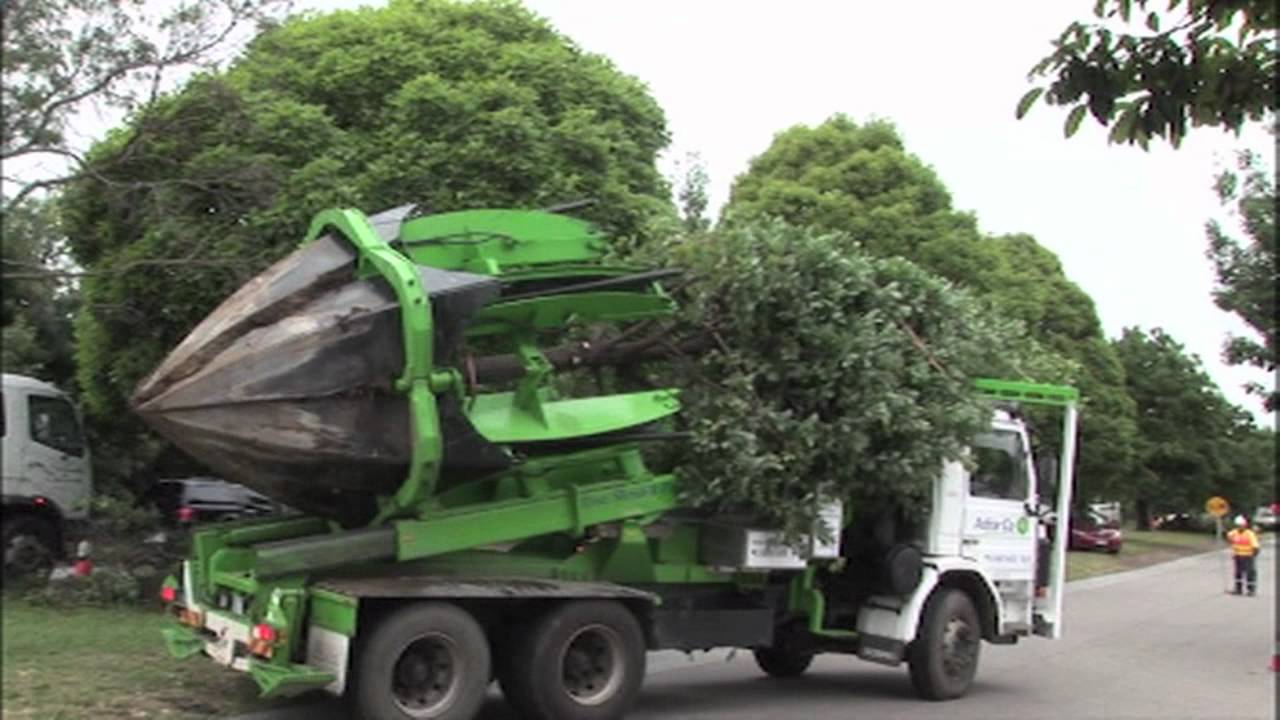 VIDEO – Koku pārvietošanas māksla. (Clyde Road Upgrade – Tree relocation)
