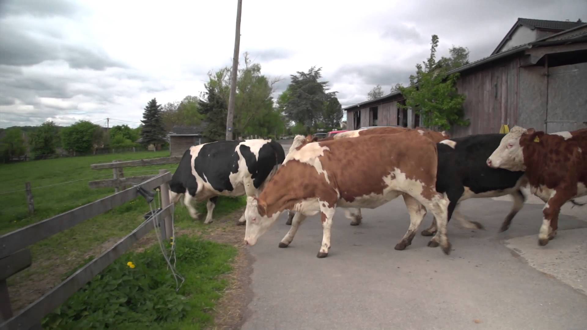 VIDEO – Laimīgās govis! (“happy Cows” Kuhrettung Rhein Berg english subtitles / vacas liberadas)