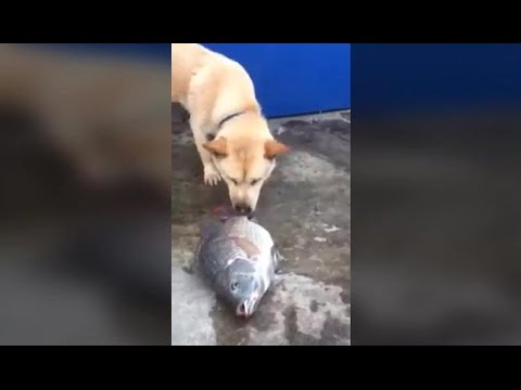 VIDEO – Līdzjūtīgais suņuks, kurš saviļņoja visu pasauli. (A dog tries to save fish)