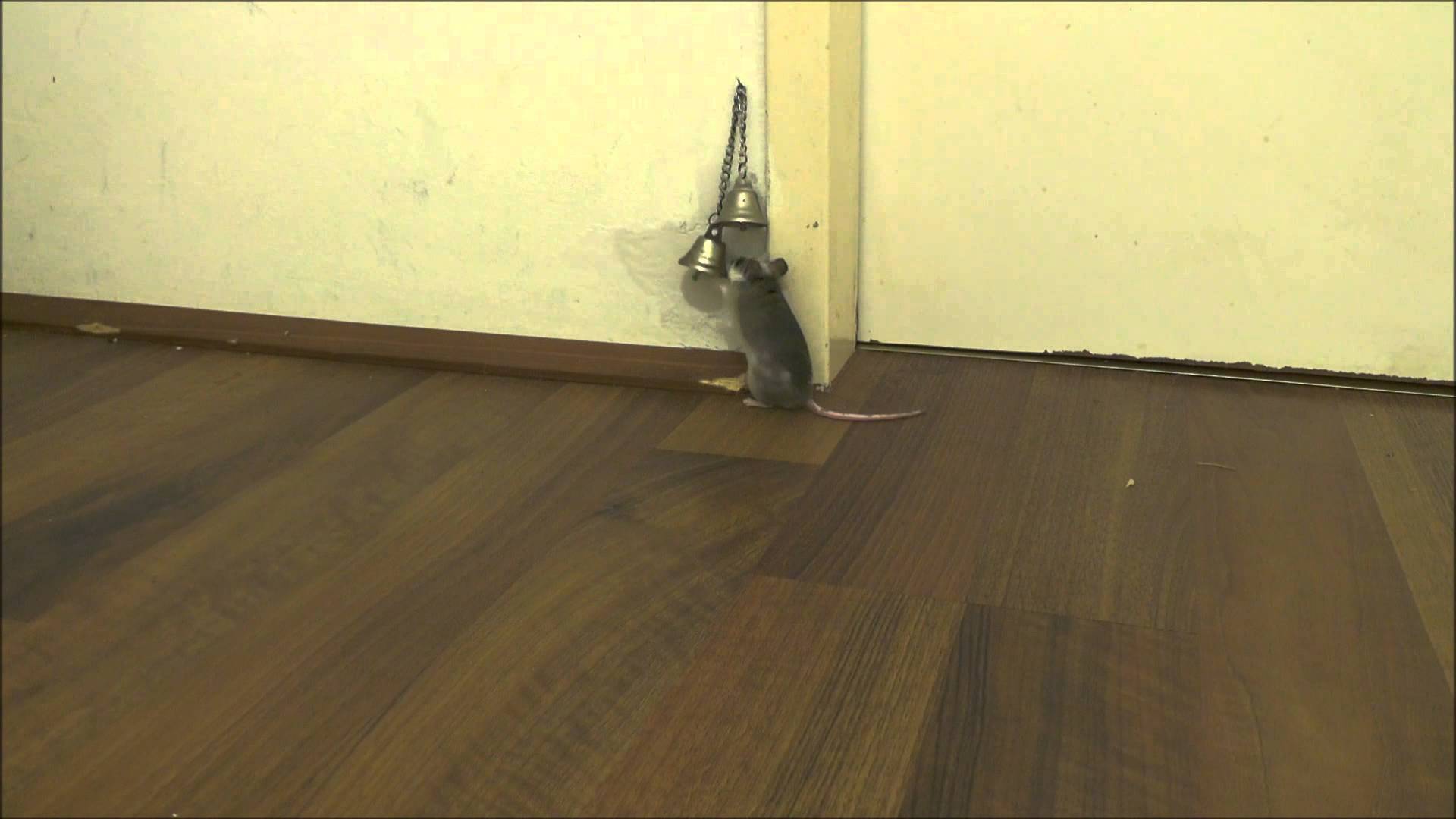 VIDEO – Mājas peles triks! (How my mice ask me to open the door)