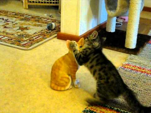 VIDEO – Naidīgais kaķis. (enemy cat)