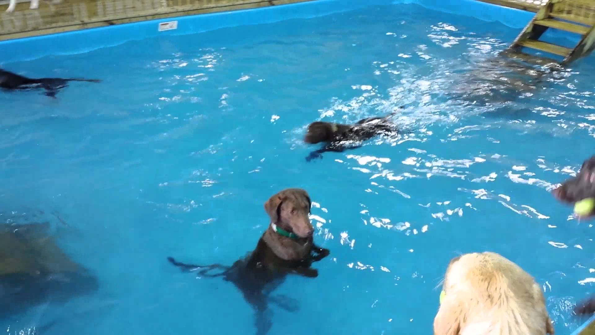 VIDEO – Nepeldošais suns! (The Non Swimming Dog)