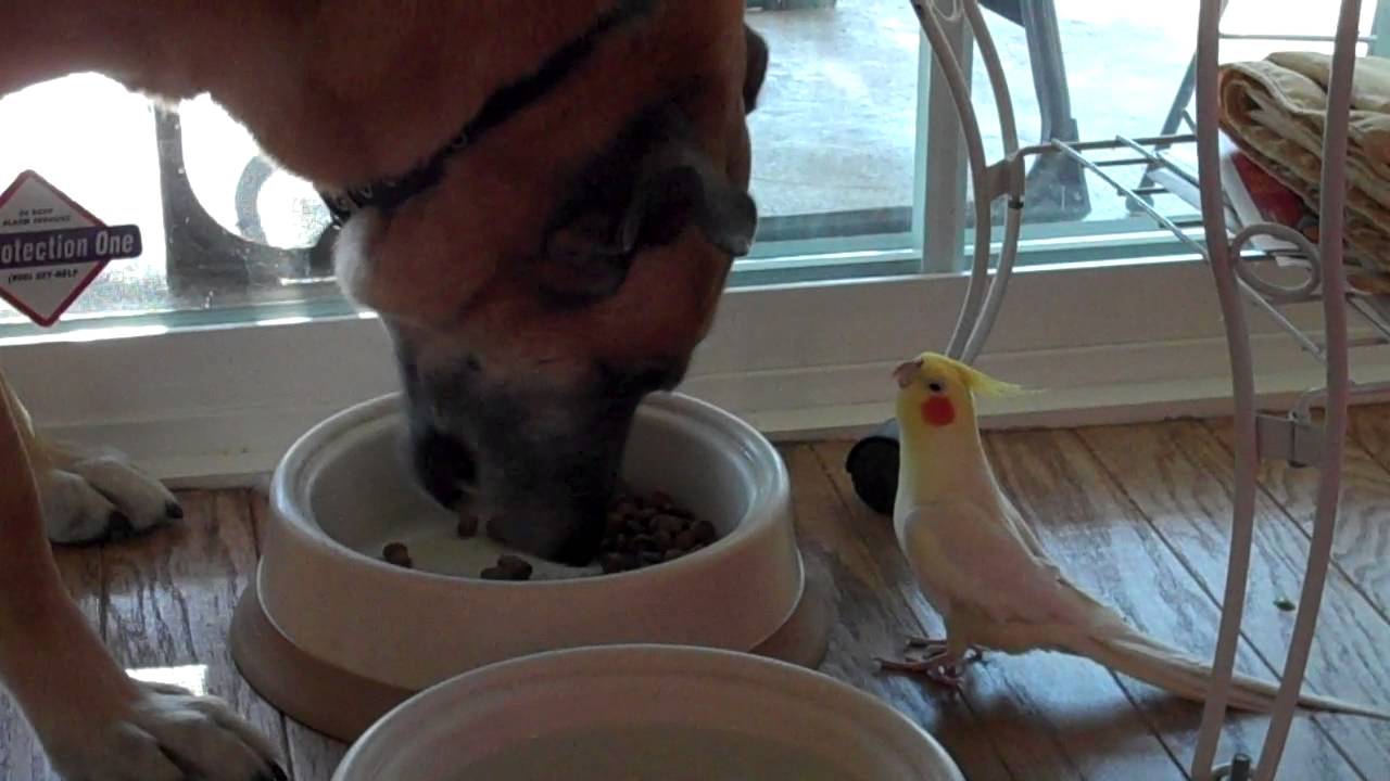 VIDEO – Papagailis sniedz priekšnesumu sunim, kamēr viņš pusdieno! (amazing bird talking to dog while he eats!)