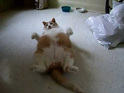 VIDEO – Resni kaķi darbībā! (Really, Really Fat Cats Work Out)