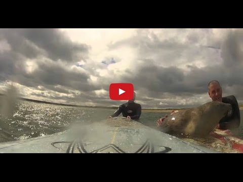 VIDEO – Ronis, kuram arī patīk sērfot! (Surfing’s Got This Little Guy’s Seal of Approval)