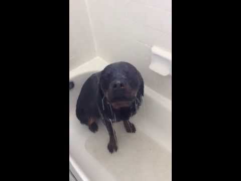VIDEO – Rotveileris, kuram patīk iet dušā! (My Rottweiler loves to take showers!)