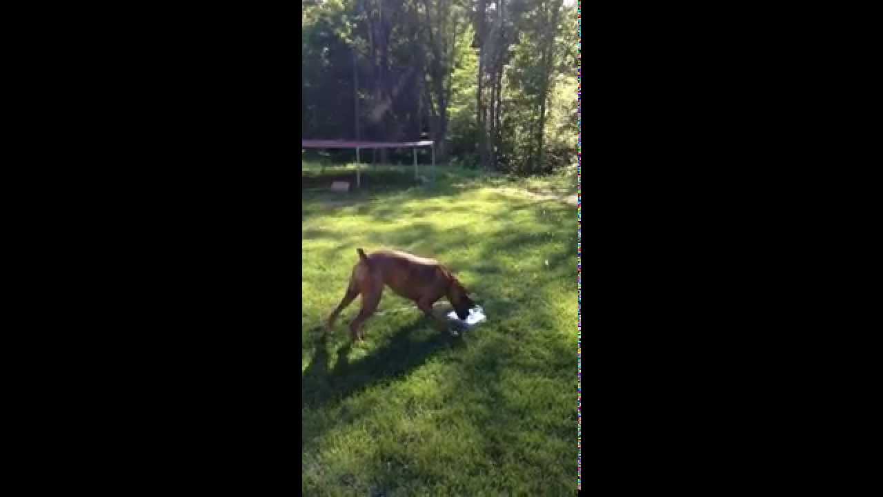 VIDEO – Suņa neaprakstāmie prieki par strūklaku. (Dog loves new water fountain)