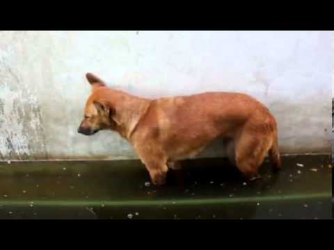VIDEO – Kāds ļoti saguris suņuks. (Very Tired Dog)