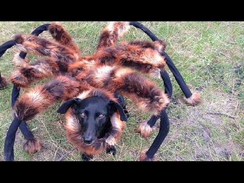 VIDEO – Milzīgs suņa un zirnekļa mutants šokē cilvēkus. (Mutant Giant Spider Dog)