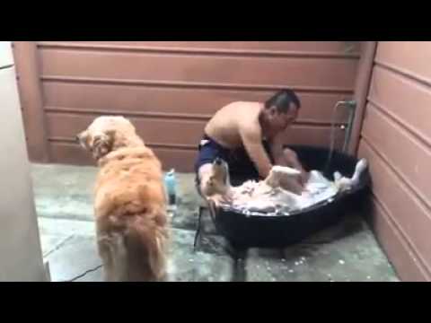 VIDEO – Suns izbauda atpūtu vannā. (Dog enjoys a relaxing at the SPA)