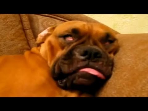 VIDEO – Guļošie suņi. (Sleeping Dogs Compilation)