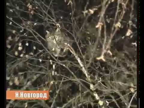 VIDEO – Kā krievu zaldāts kaķi glāba!? (How Russian soldier saved cat in Nizhny Novgorod)