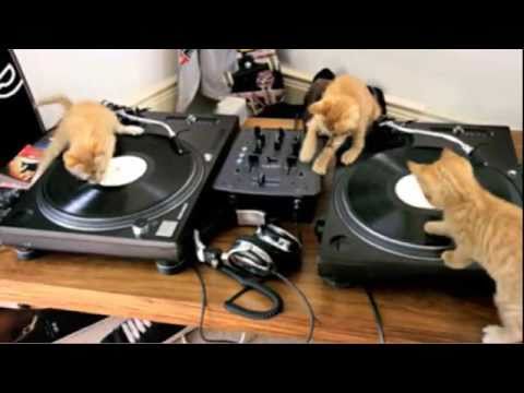 VIDEO – Kaķēni – dīdžeji! (DJ Kittens Scratching away on Decks)