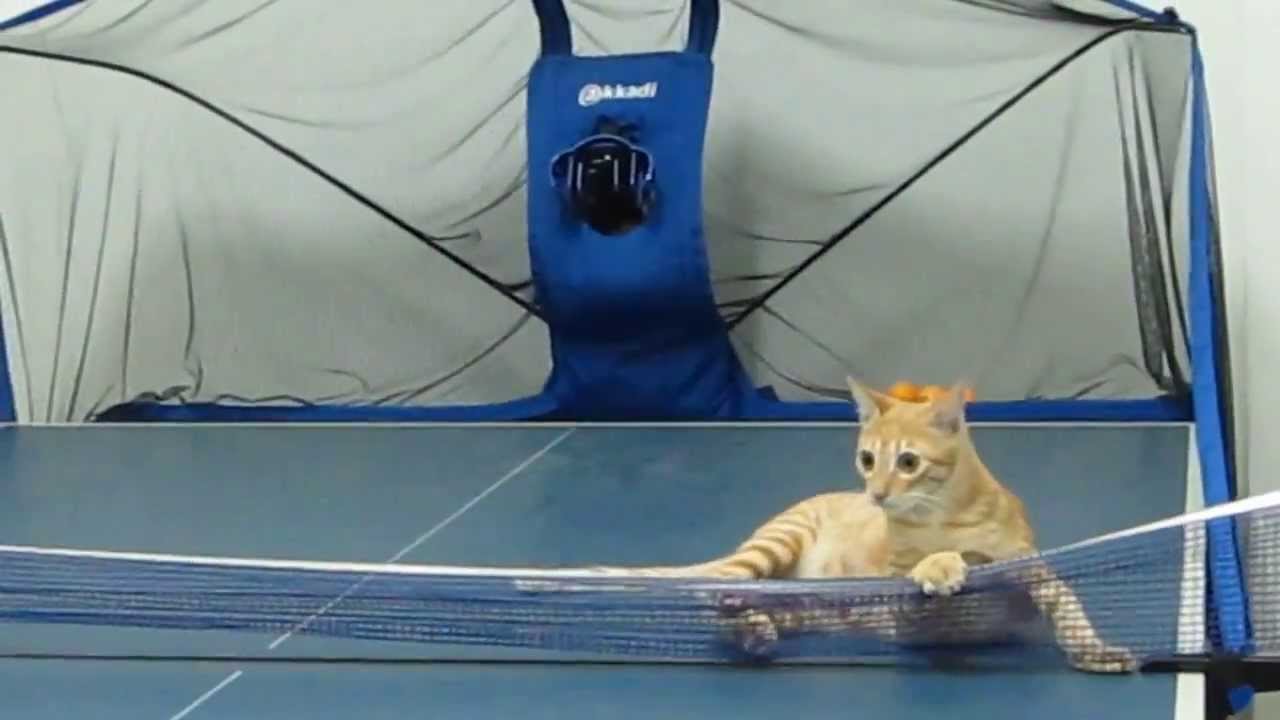 VIDEO – Kaķis – galda tenisa čempions! (Cat playing ping pong)